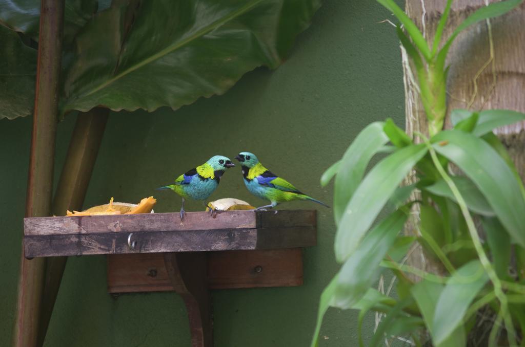 Pousada Refugio Tropical 帕拉蒂 外观 照片